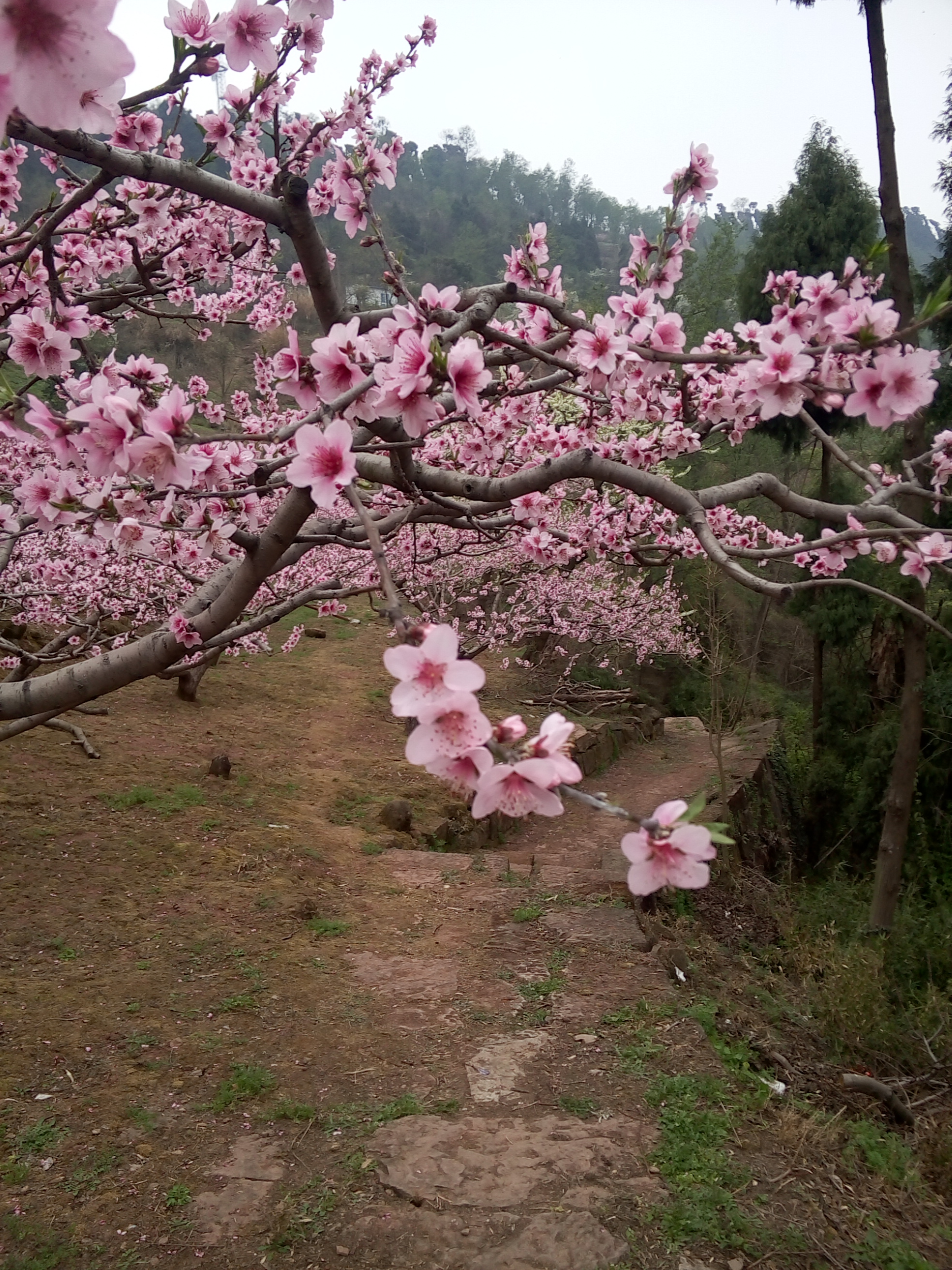 据说看了桃花的人,桃花运都会特别的旺,你信不?