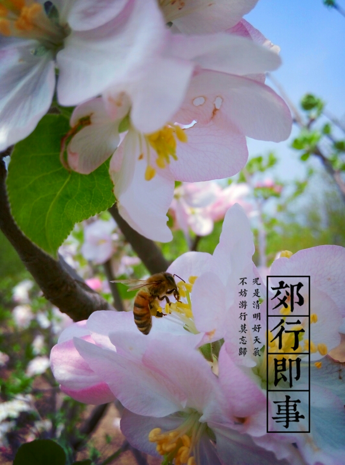 【春光明魅】花虫-摄影天地-魅族社区