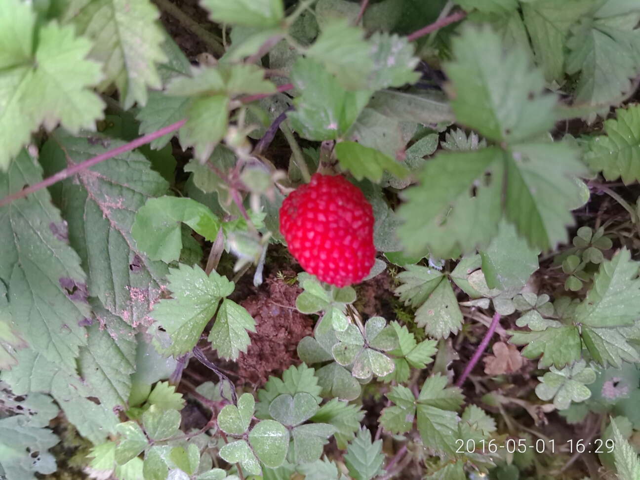 野生草莓,儿时的回忆-摄影天地-魅族社区
