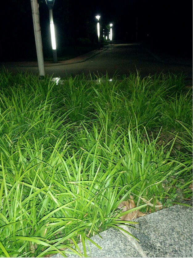 夜晚的绿化带的草