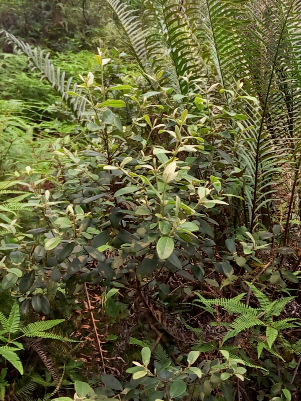 天地 likeflying 半小时前                                 山稔树