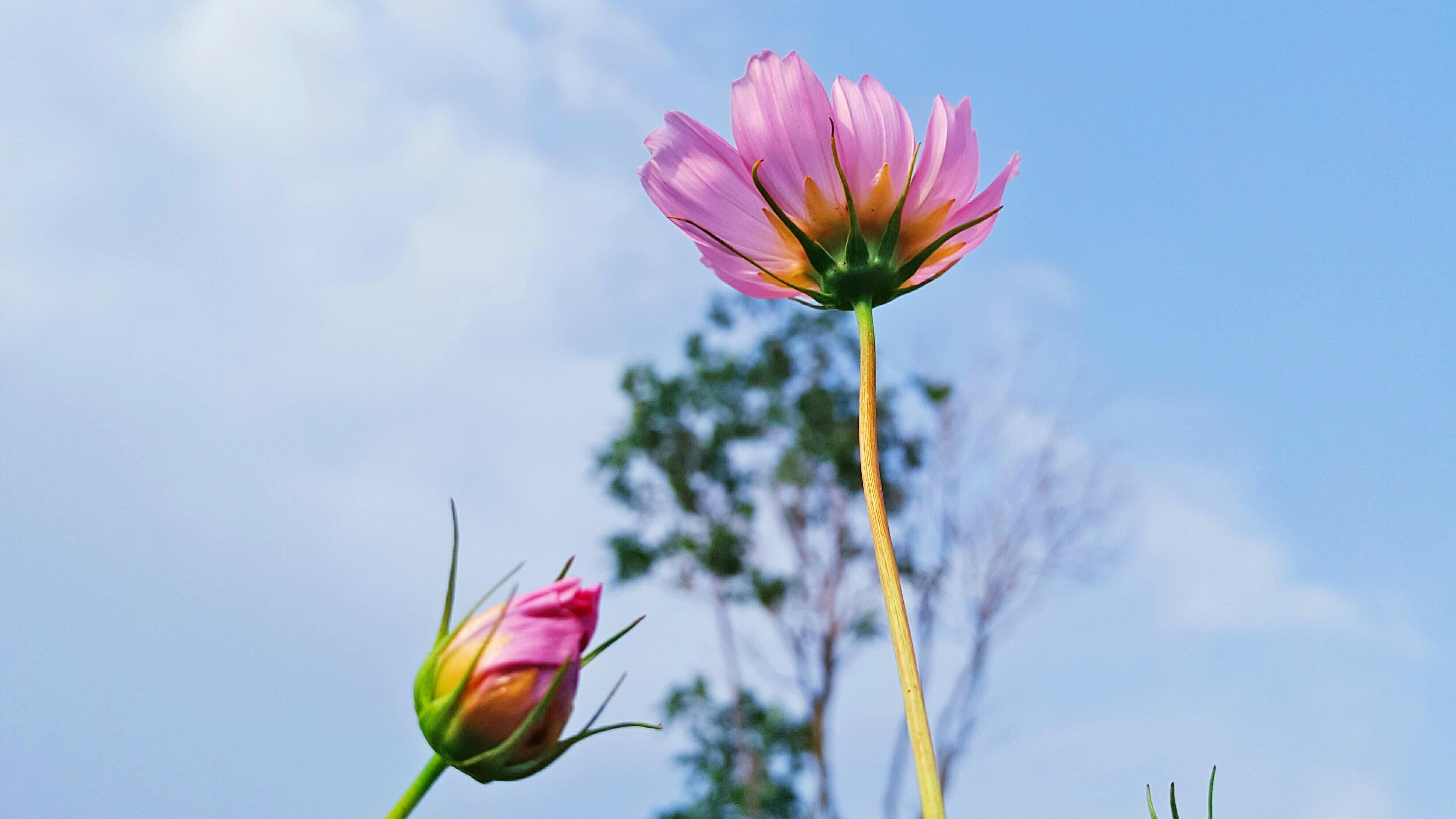 「生如夏花」 幸福像夏花一样绚烂-摄影天地-魅族社区